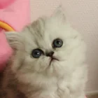 IDARLING