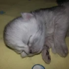 MIKKY