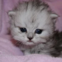OLYMPE