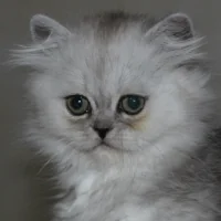 THARA