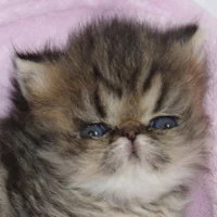 V'MITSY