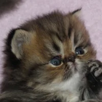 ZEUS (TITOU)
