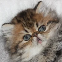 ASLAN