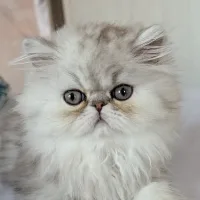 BAO