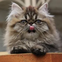 BERLIOZ