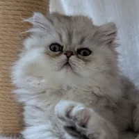 BUDDY
