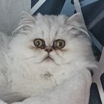 TOPAZE — Topaze dans sa nouvelle famille ! (2 sur 2)